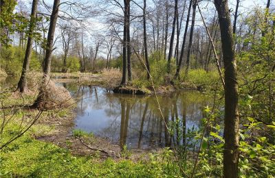 Historical park for sale Dębe Wielkie, Ruda, Mazovia, Photo 8/24