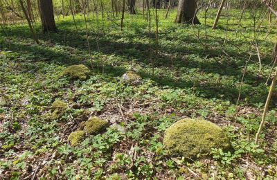 Historical park for sale Dębe Wielkie, Ruda, Mazovia, Photo 10/24