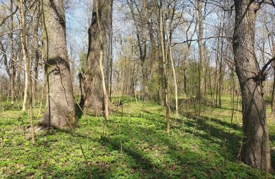 Historical park for sale Dębe Wielkie, Ruda, Mazovia, Photo 12/24