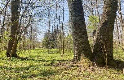 Historical park for sale Dębe Wielkie, Ruda, Mazovia, Photo 19/24