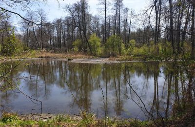 Historical park for sale Dębe Wielkie, Ruda, Mazovia, Photo 20/24