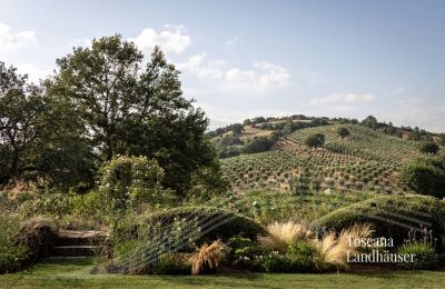 Country House for sale Manciano, Tuscany:  RIF 3084 Blick auf Olivenhain