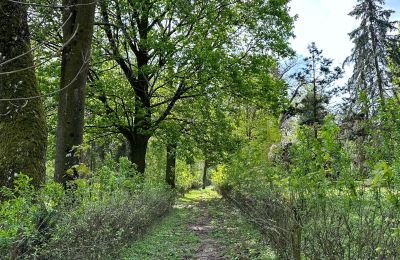 Castle for sale Gola, Greater Poland, Photo 41/42