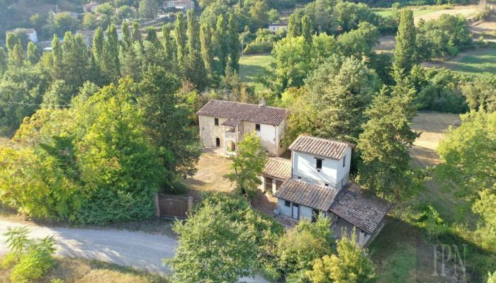  Montone 1
