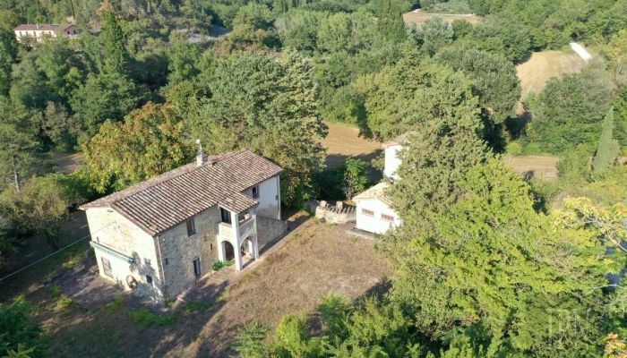  Montone 2