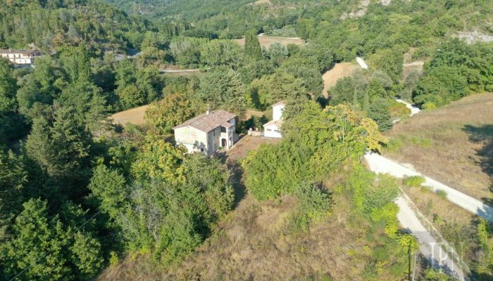  Montone 3