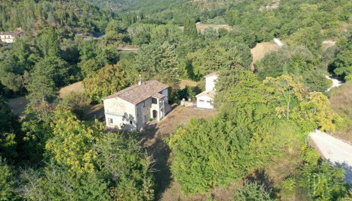  Montone 4