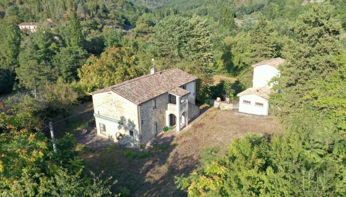  Montone 5