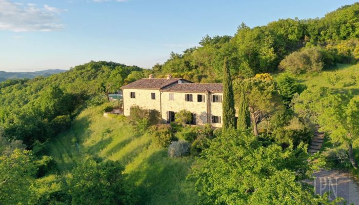  Montone 2