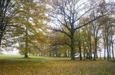 Historic park for sale Skorki, Mazovia,, Property