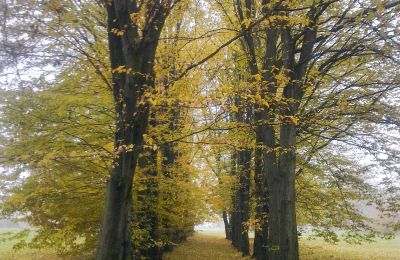 Historic park for sale Skorki, Mazovia,, Photo 4/6