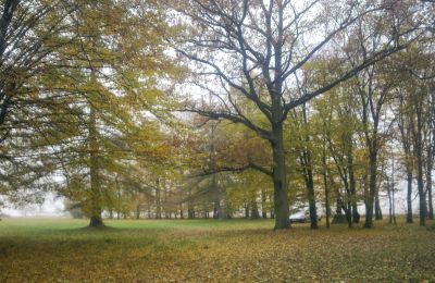 Historic park for sale Skorki, Mazovia,, Photo 5/6