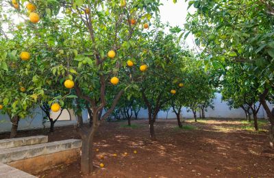 Country property for sale Ostuni, Strada Provinciale 21, Apulia, Photo 30/33