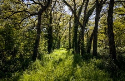 Castle for sale Thouars, New Aquitaine, Photo 19/19