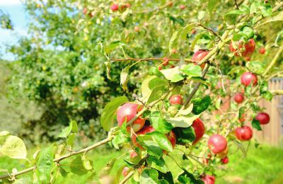 Mill for sale 29451 Dannenberg, Lower Saxony, Photo 15/20