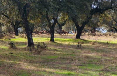 Borg til salg San Vicente de Alcántara, Extremadura, Billede 35/36