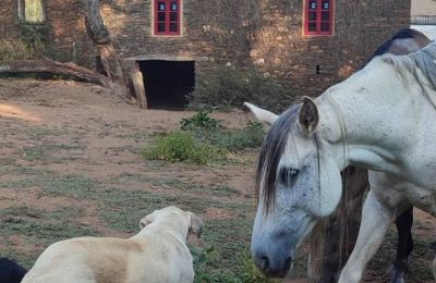 Herregård til salg Galicien, Billede 13/48