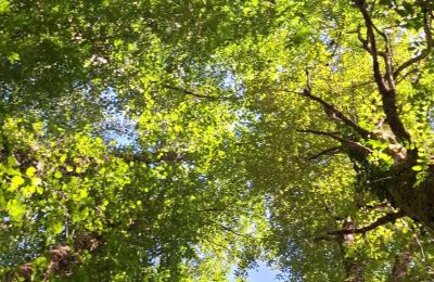 Herregård til salg Galicien, Billede 38/48