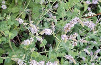 Herregård til salg Galicien, Billede 39/48