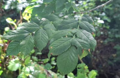 Herregård til salg Galicien, Billede 40/48
