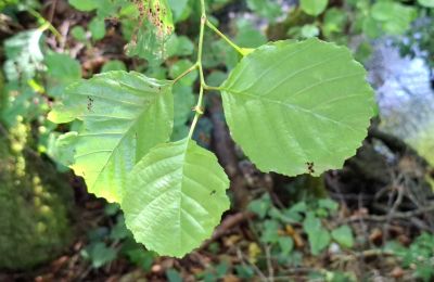 Herregård til salg Galicien, Billede 41/48