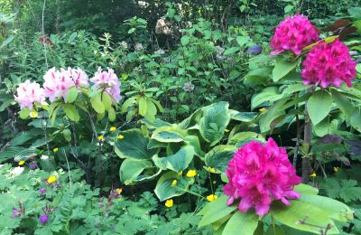 Historisk liebhaverlejlighed til salg Gera, Vollersdorfer Str. 56, Thüringen, Rhododendronbeet