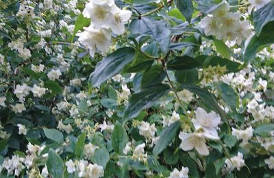 Borg til salg Mecklenburg-Vorpommern, Billede 73/96