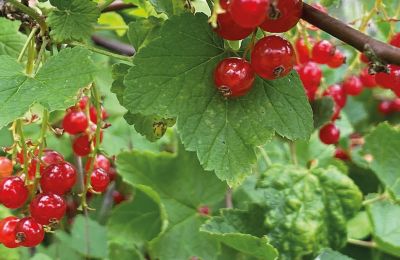 Borg til salg Mecklenburg-Vorpommern, Billede 79/96