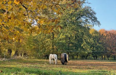 Borg til salg Mecklenburg-Vorpommern, Billede 77/96
