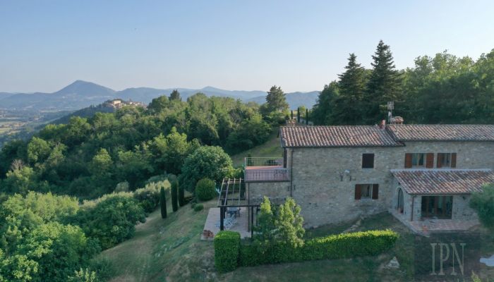  Montone 4