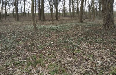 Herregård til salg Bolkowice, Dwór w Bolkowicach, województwo zachodniopomorskie, Ejendom