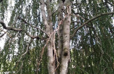 Slot til salg Kostrzyna, Kostrzyna 38, województwo dolnośląskie, Billede 13/19