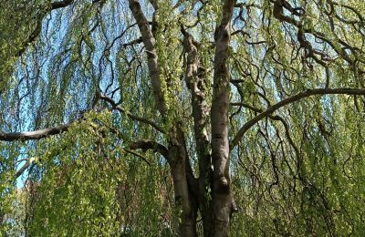 Slot til salg Kostrzyna, Kostrzyna 38, województwo dolnośląskie, Billede 14/19