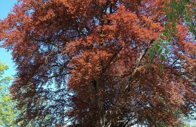 Slot til salg Kostrzyna, Kostrzyna 38, województwo dolnośląskie, Billede 15/19