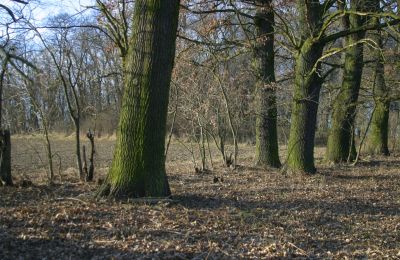 Manor house for sale Rogów Wołowski, Lower Silesia, Photo 13/25