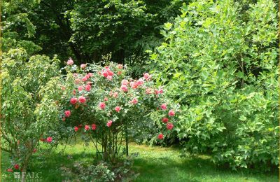 Historic Villa for sale 04736 Waldheim, Saxony, Impressionen