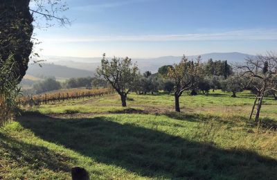 Country House for sale Castellina in Chianti, Tuscany:  RIF 2767 Garten